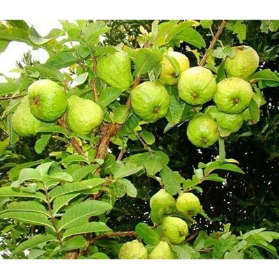 Picture of Thai 7 Guava Seed (Thai 7 Guava Seeds- 25 Pisce) (Global Seeds)