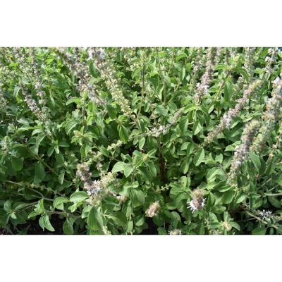 Picture of Basil bonsai garden seeds house and garden tree-50 pcs
