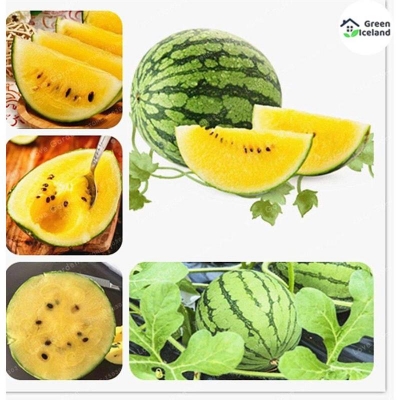 Picture of 10 pieces of small yellow watermelon bonsai seeds