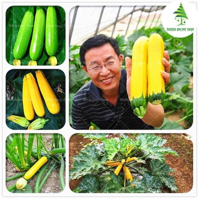 Picture of Rare garden gold squash seed-5 pice seeds