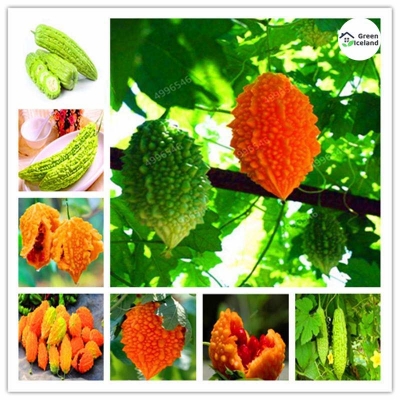 Picture of Balsam/Beater Seeds (Korla Seeds) - 10 Piece Seeds for All Season