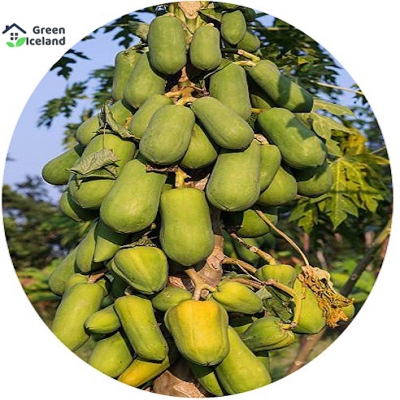 Picture of 5 Piece Papa Seed-5 Piece Seed (Global Seed)