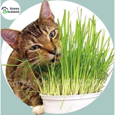 Picture of Global cat grass leaf tree bonsai seed-2000 pistas seeds