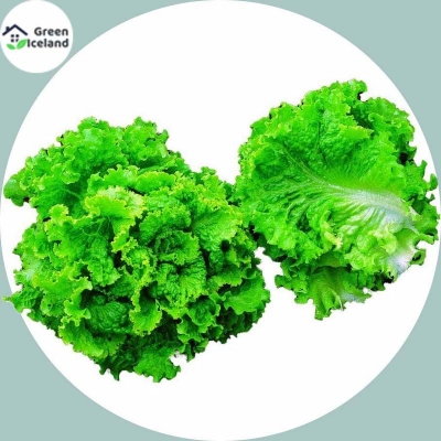 Picture of 100 piece lettuce Grand Rapid Seeds