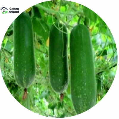 Picture of Chakura Seed-50 Piece Seed (imported global seeds)