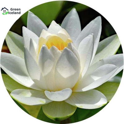 Picture of White Padma Flower Seeds (white Padmaful Seeds) - 5 Piece Seeds
