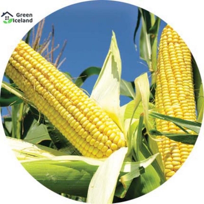Picture of Sweet corn seed (corn seed) - 50 pce seeds
