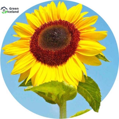Picture of Sunflower bonsai seed-20 pice seeds