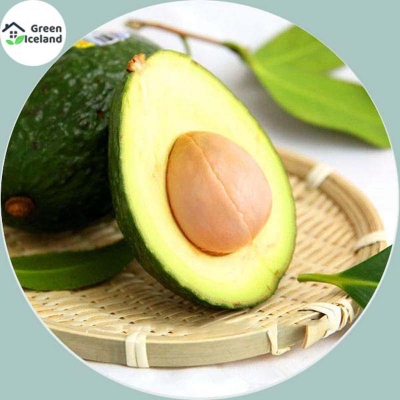 Picture of Avocado Seeds of all season-5 Peace Seeds
