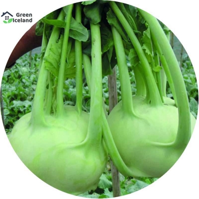 Picture of 30 + Peace Global Olkopi/Kohlalabi vegetable seeds (olcopy seeds) -30 + pice seeds