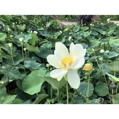 Picture of American White Padma Flower Seed-5 Peace Seeds