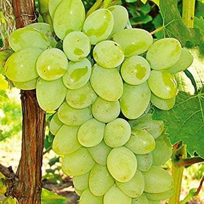 Picture of Grape vine seeds organic outdo