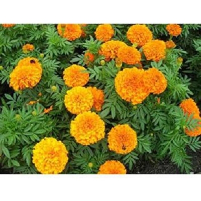 Picture of Mergold Flower -15 Peace Seeds