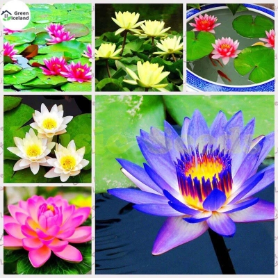 Picture of 10 Piece Global Rainbow/Colorful Padmaful Seeds