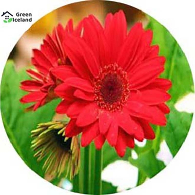Picture of Beautiful Global Gerbera Daisy Flower Seed-20 Peace Seeds