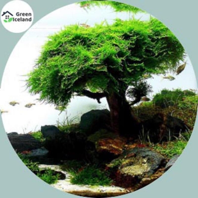 Picture of Global Aquarium Plant Pine Tree Bonsai Seed-10 Peace Seeds