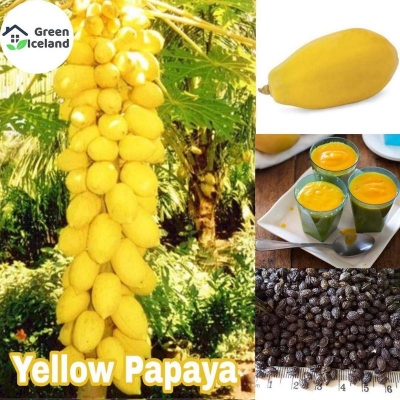 Picture of Hybrid yellow golden papaya seeds (yellow papaya seeds)- 10 pieces seeds