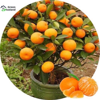 Picture of Seeds of orange fruit tree of all season -10 pce of seeds