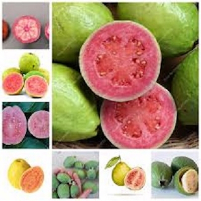Picture of Guava bonsai delicious tropical fruit potted non transgenic outdoor plants planting-20pcs seeds for home garden