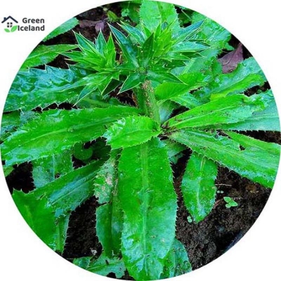 Picture of All season bilati coriander seeds (bowls of vegetables) - 30 pce seeds