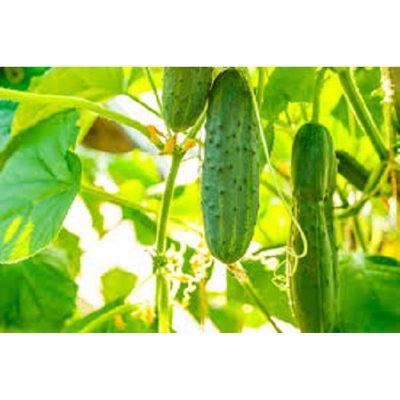 Picture of All season's hybrid cucumber seed-50 pc seeds
