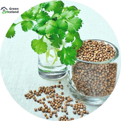 Picture of 30 pieces of natural garden coriander seeds