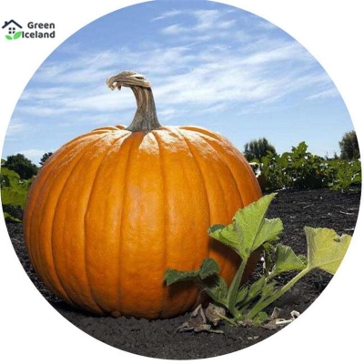 Picture of 10 PCS All Season F1 Hybrid Pumpkin Seeds (Hybrid Sweet Pumpkin Seed)