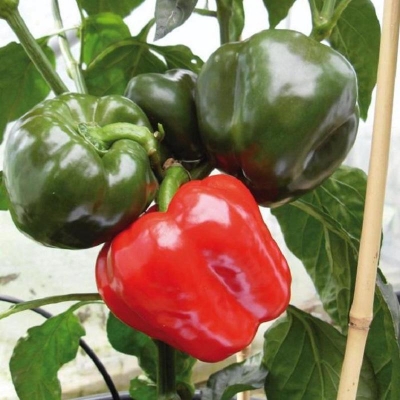 Picture of Capsicum green/red mixture-20 seeds
