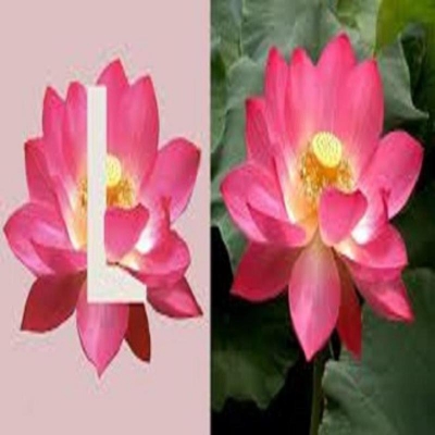 Picture of Bonsai Flower Padma Flower 5 Piece Bags for Summer