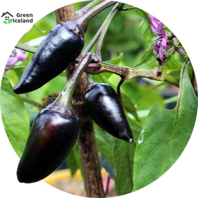 Picture of 20 pieces of global long black pepper seeds (black pepper seeds)