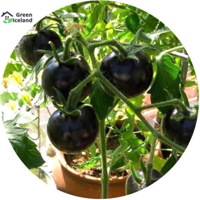 Picture of 30 Peace Global Black Cherry Tomato Seeds