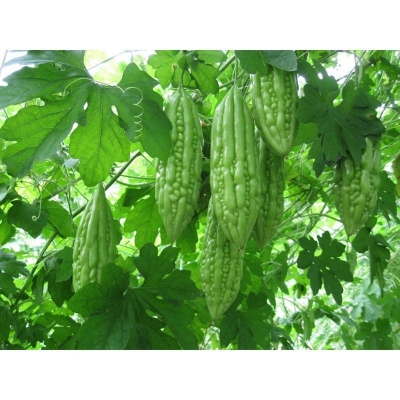Picture of Balosam pear seed-10 pice seeds