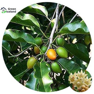 Picture of Global bakul/bud flower seeds (bakul flower seeds) - 20 piece seeds
