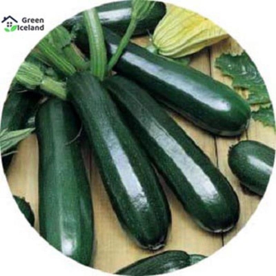 Picture of Zucchina Squash Seed -10 Piece Seed (Global Seed)