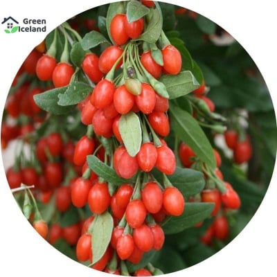 Picture of Goji Berry Plants (wolfberry) seeds - 20 PCS seeds