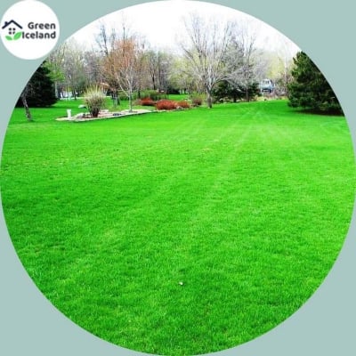 Picture of Lawn grass seeds (carpet grass) - 200 + piss seeds