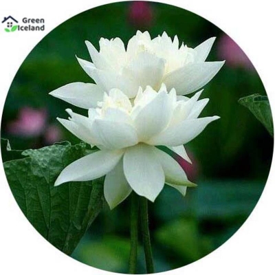 Picture of White Padma Flower Seed (White Padmul Seed) - 5 Piece Seeds (Global Seed)