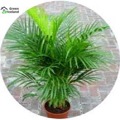 Picture of Cycas/Lady Palm Seed-5 Piece Seed (imported global seeds)