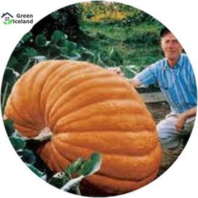 Picture of 5 PCS Global Hybrid Pumpkin Seeds (Hybrid Sweet Pumpkin Seeds) - 5 PCS Seeds