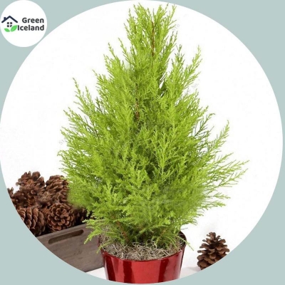 Picture of Global Green Cypress Seed-5 Piece Seeds