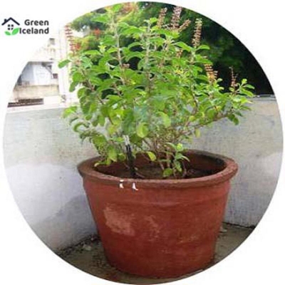 Picture of Organic Basil/Tulsi Seed (Tulsi Seed) - 20 Piece Seeds