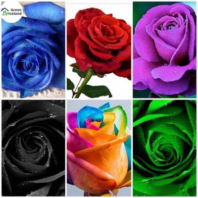 Picture of Mix Color Roses Flower Seeds (Multicala Rose Seed)- 30 PCS Seeds