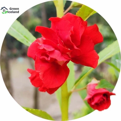 Picture of 20 pieces of global Balasum flower seeds (Dopati flower seeds)- 20 piece seeds