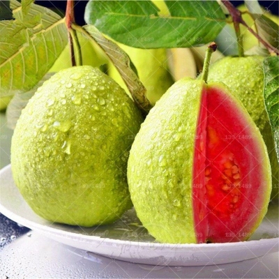 Picture of Guava bonsai delicious tropical fruit poted house garden for planting - 20 pc seeds
