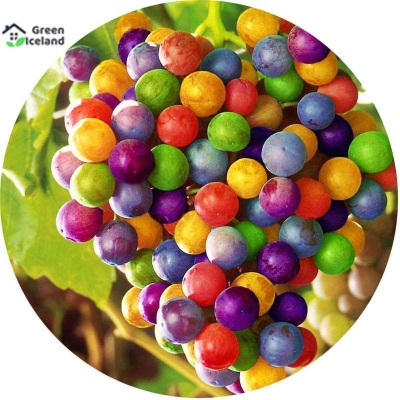 Picture of Different color grape seeds (granar seeds) -20 pice seeds