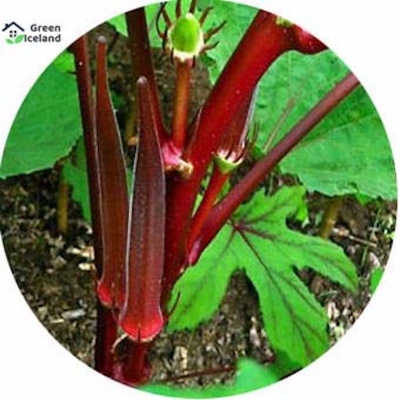 Picture of 20 pieces of red girls finger/orca seeds (red deus/vendi seed) - 20 piece seeds
