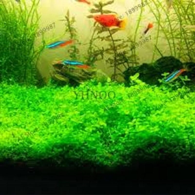 Picture of 50 Piece Seed Aquarium Aquarium Aquatic Floating Grass Cocky Seeds (Global Seeds)