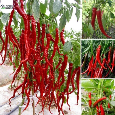 Picture of 20 Piece Red spicy pepper seeds (red pepper)