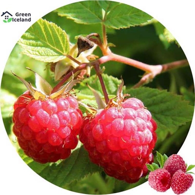 Picture of 100 pcs global giant raspberry fruit tree seeds