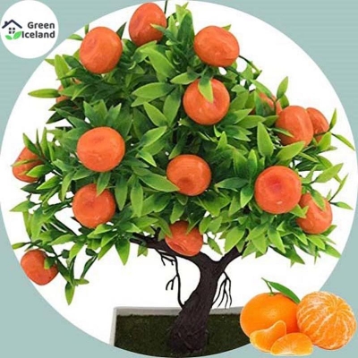Picture of 5 pieces of global orange fruit seeds (orange fruit seeds) -5 pc seeds